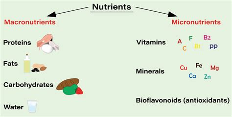 Macronutrients What They Are And Why Theyre Important