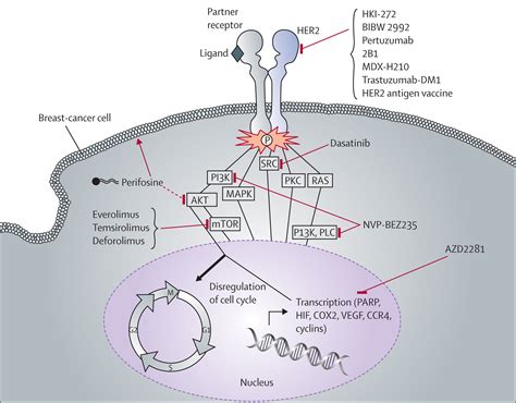 Очищение рецепторов. Рецептор her2 трастузумаб Пертузумаб. Рецептор EGFR И her. Рецептор her2 строение. Her2 путь.
