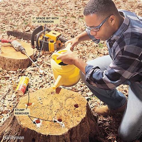 Sodium metabisulfite doesn't contaminate the soil and tends to dissipate much faster than other chemicals that remain in the soil. Bush Pruning Tips for Healthier Bushes | Tree stump, How ...