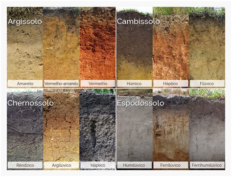 Tipos de solo no Brasil conheça aqui quais são eles
