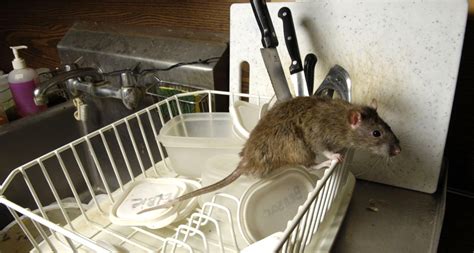 Use the best pest control companies to get rid of unwanted bugs, rodents and reptiles, both inside and outside your home or business. CEKPEST | Pest Control Services - No. 1 Pest Control ...