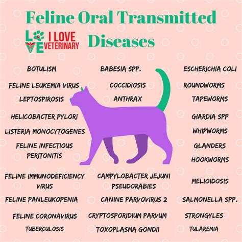 Feline Oral Transmitted Diseases Infographic Pet Vet Vet Tech