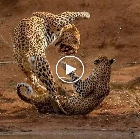 Maybe you would like to learn more about one of these? Leopard Vs Jaguar fight comparison, who will win? in 2020 ...