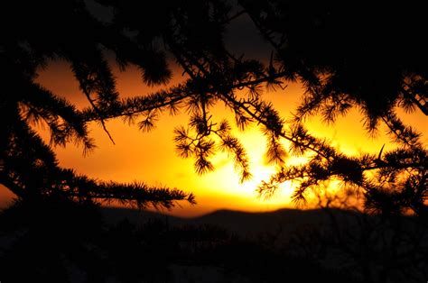 Sunrise Through The Pine Tree David Flickr