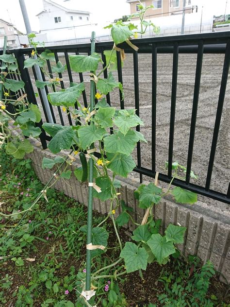 Sep 27, 2020 · イチゴ（苺）の病気と害虫 いちごの病気 炭疽病 はじめは黒い小さい斑点が葉にできる。そのうちにランナーや葉柄に黒い斑点を生じ、クラウン内部が黒くなり、やがて枯れ死します。 露地胡瓜作ってますが… : キントラ種苗 オフィシャルブログ