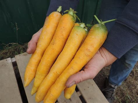 Yellow Carrots Recipes From Nashs Organic Produce