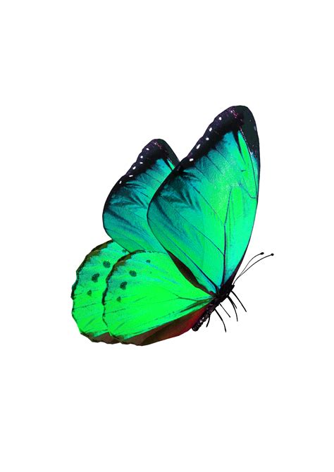 Green Butterfly Png Free Logo Image