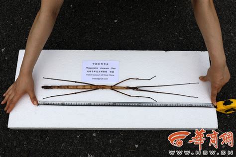 Story Of The Worlds Longest Stick Insect China Plus