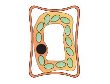 Maybe you would like to learn more about one of these? BBC - GCSE Bitesize: Osmosis in cells