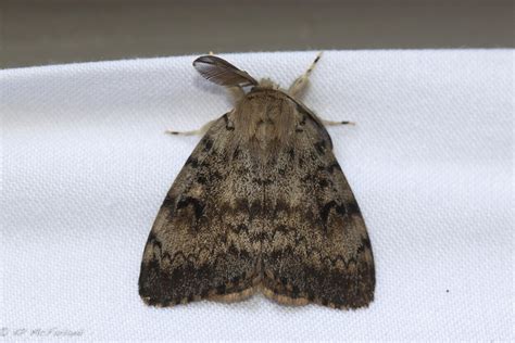 Ncdaandcs To Treat Gypsy Moth Infestation Morning Ag Clips