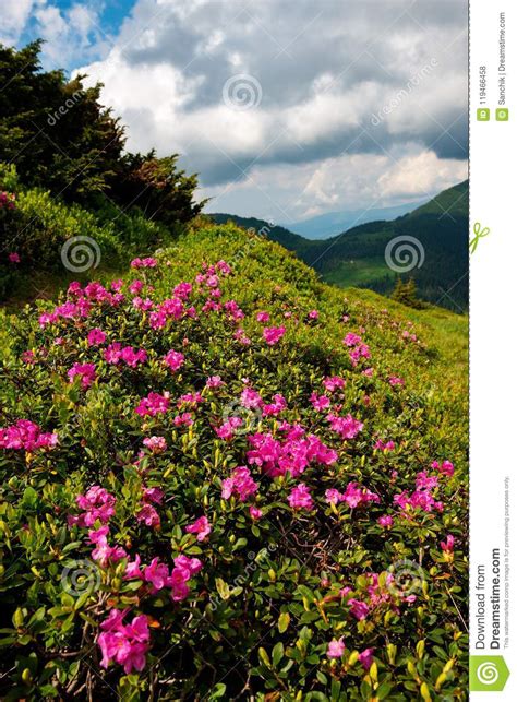 Flowering Pink Rhododendrons On Green Mountain Slopes Stock Photo
