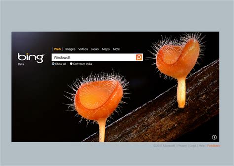 With seven thousand plus titles of movies and tv series, you will definitely love this website. Bing.com not working in Windows 8