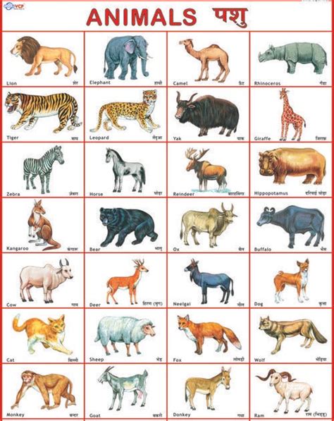 Sikkim Animals Name Chart Animal Names Domestic And Wild Animals Pdf