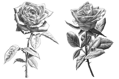 Realistic Roses Hand Drawing ~ Illustrations On Creative Market