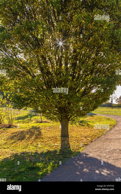 Ornamental Tree Backlit By Early Morning Sun Stock Photo Alamy