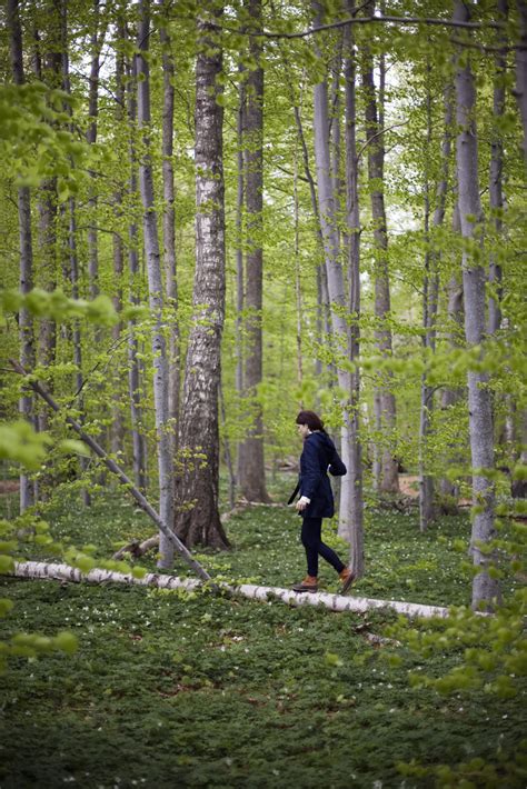 Mindfulness In Everyday Life A Walk In The Woods And Return To
