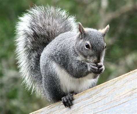 Western Gray Squirrel Alchetron The Free Social Encyclopedia