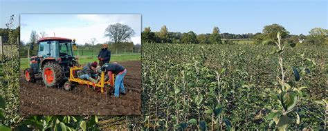 Check out fruit trees wholesale on etour.com. Apple Trees and Fruit Trees For Sale. Buy at competitive ...