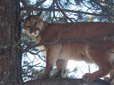 Oregon Hiker Dead In Suspected Cougar Attack