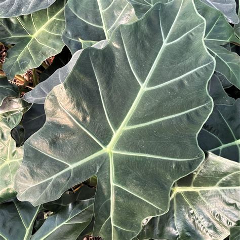 Alocasia 'Mayan Mask' - Elephant Ears (4.5" Pot) | Little Prince To Go