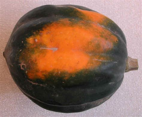 Squash, Acorn - Ingredients Descriptions and Photos - An All-Creatures