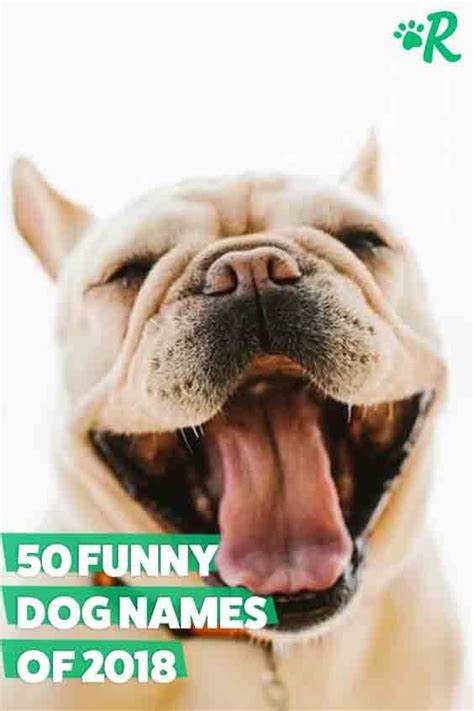 Our Favorite 50 Funny Dog Names Artofit