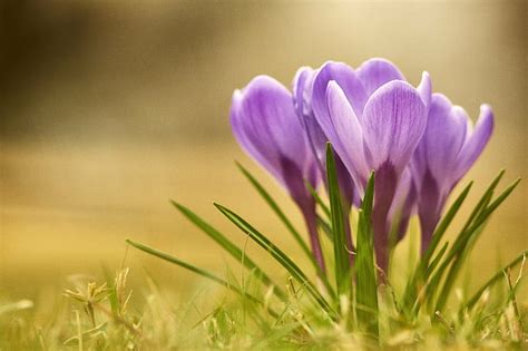 Coming Of Spring Pictures Hd