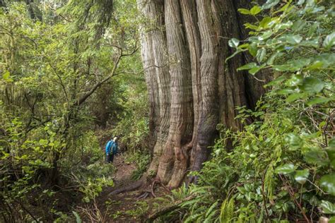 What Are Old Growth Forests And Why Are They Important