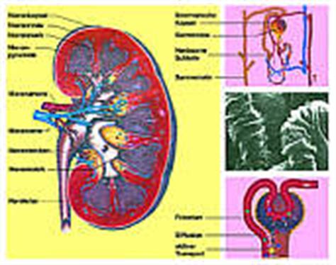 Welche organe sitzen im linken bauchraum? lehrerbibliothek.de - Biologie - Innere Organe - Seite 1