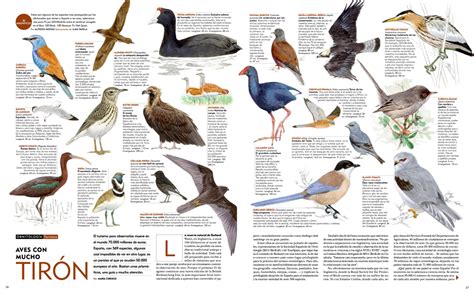 Cerramos La Semana Con Pájaros En Una Bella Doble Página Que Publicó