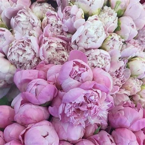 Wir verwenden cookies und ähnliche tools, die erforderlich sind, um ihnen einkäufe zu ermöglichen, ihr einkaufserlebnis zu verbessern und unsere dienste bereitzustellen. Pink Peonies | Avas flowers, Pink peonies, Instagram
