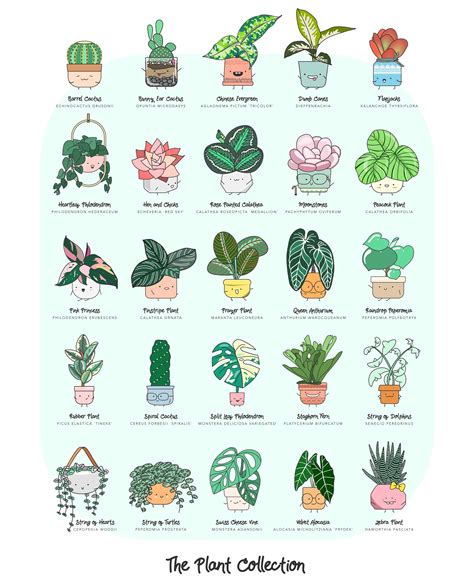 Chart Of House Plants Potted Houseplants Succulents Planter Vertes