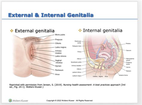 Assessing Female Genitalia Anus Rectum Flashcards Quizlet