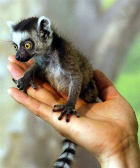 Pin By Dina A On Dzīvnieki Baby Lemur Endangered Animals Lemur