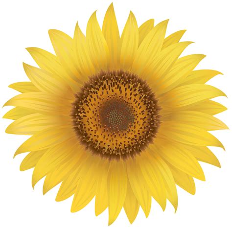 Yellow Sun Flower Png Large Collections Of Hd