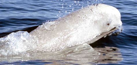 Narwhal Beluga Hybrid