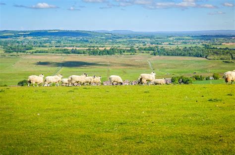 The gangsters hunt him down with their gang and shoot at him but crash their car. Amberley Mount and Rackham Bank Walk In The South Downs ...