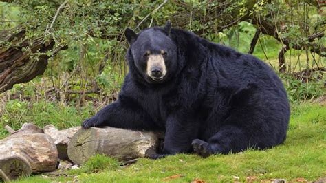 American Black Bear Ursus Americanus