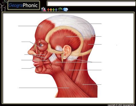 Muscles Of Head And Neck Quiz