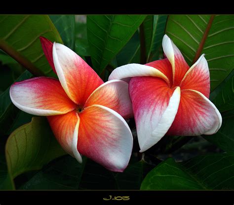 Beautiful Rare Flowers Gallery For Names Pictures