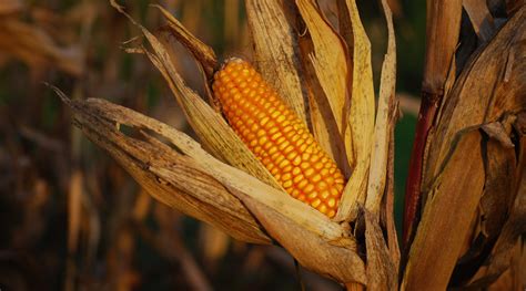 Usda Forecasts Record Highs For New York Corn And Soybean Crops