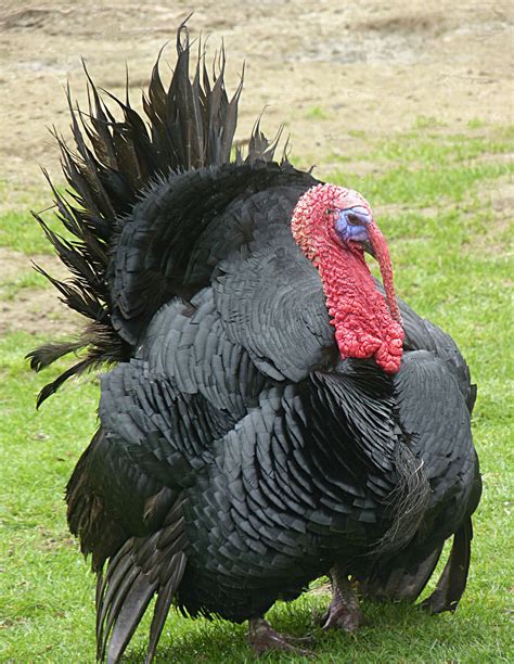 file turkey bird j2 wikimedia commons