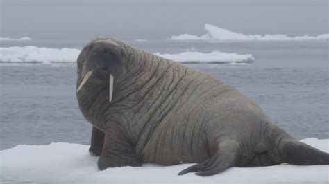 Walrus Encounter In The High Arctic Arctic Kingdom Youtube