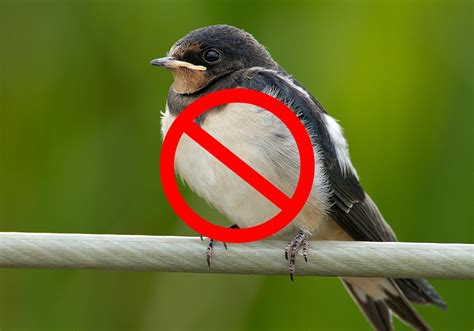Swallows are territorial and return to the same nesting site year after year. 15 Tips on How to Get Rid of Barn Swallows [Humanely ...