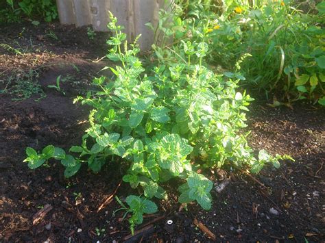 We did not find results for: Pfefferminze - Im Garten