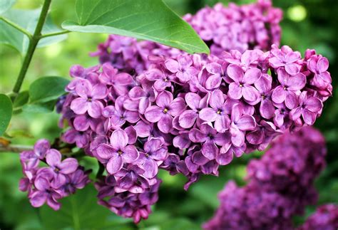 Are Lilacs Edible Plant Spotter