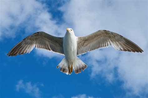 White Seagull Hd Birds 4k Wallpapers Images Backgrounds Photos And