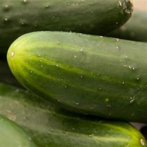 cucumbers grow well in a 5 gallon bucket bucket gardening container gardening gardening tips