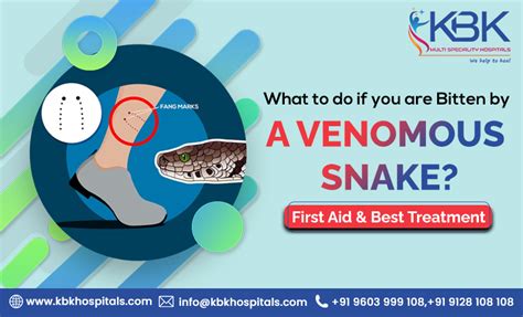 What To Do If You Are Bitten By A Venomous Snake Best Treatment