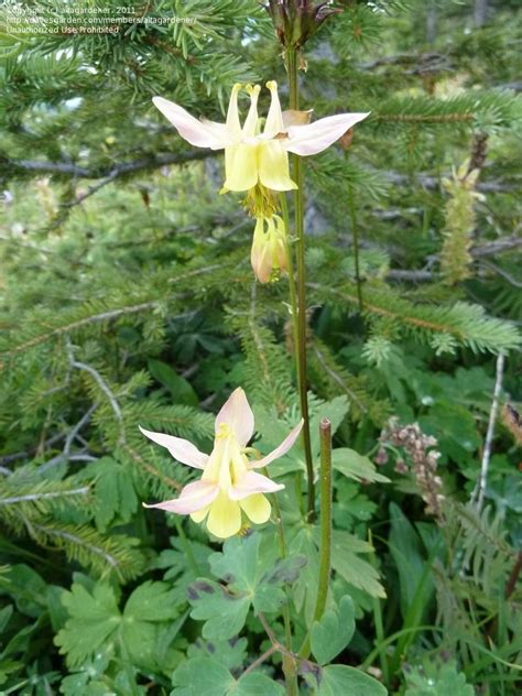 Plantfiles Pictures Yellow Columbine Golden Columbine Aquilegia